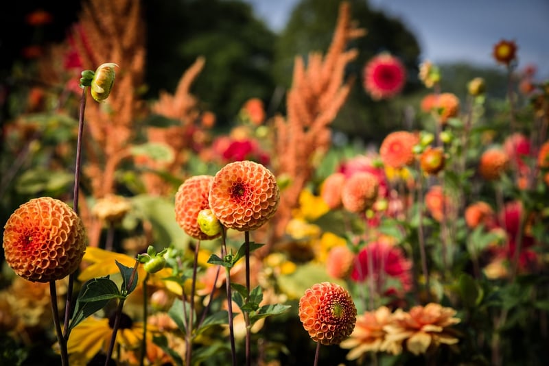 Outdoor Plants