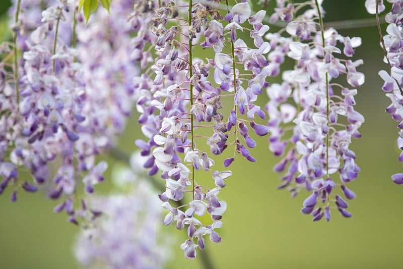Hanging Garden