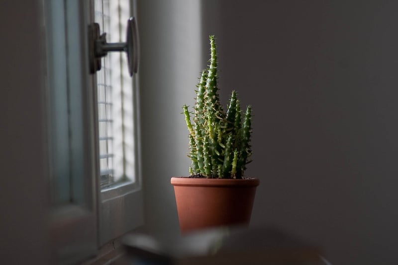 Indoor Plants