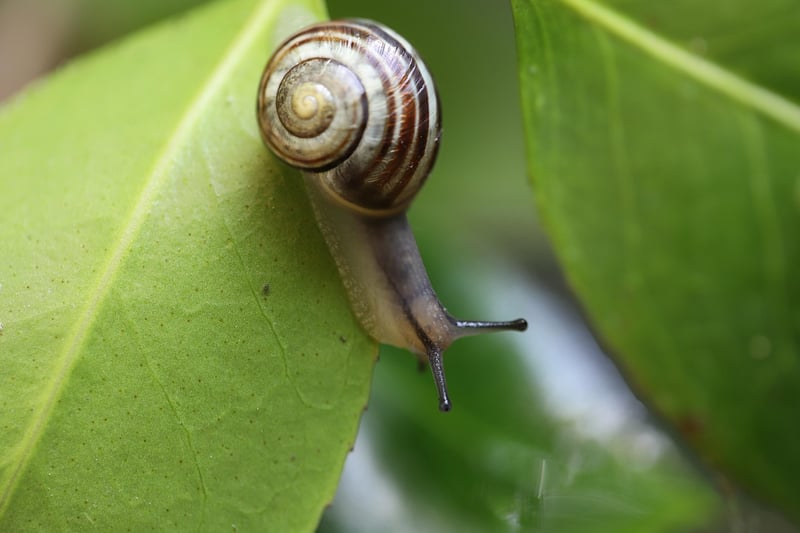Snail Eating Plant