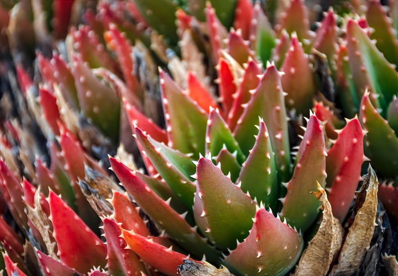 Succulent Arrangement